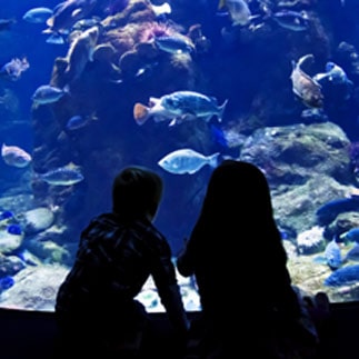 Kids in aquarium