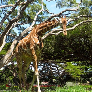 Giraffe at zoo