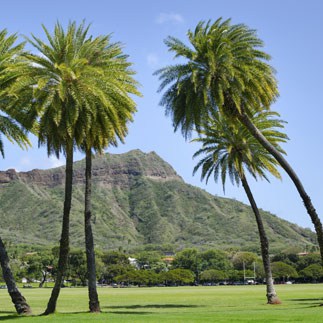 Palm trees with Diamondhead in the background