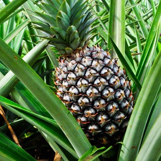 pineapple