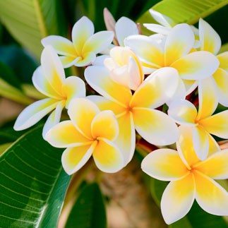 plumeria