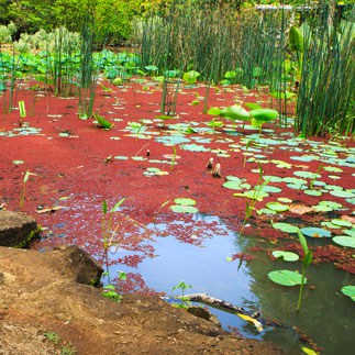 waimea valley